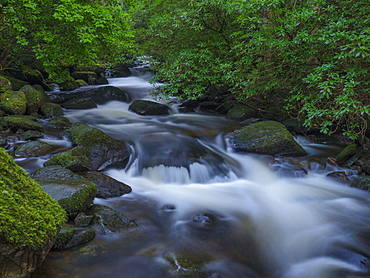 Killarney National Park, County Kerry, Munster, Republic of Ireland, Europe