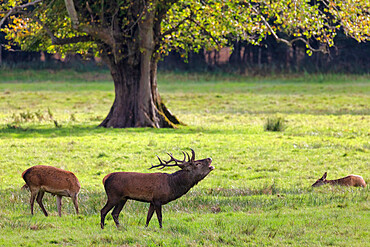 Red Deer, Killarney National Park, County Kerry, Munster, Republic of Ireland, Europe