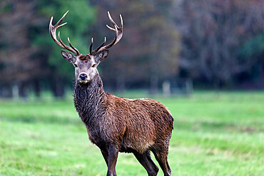 Red Deer, Killarney National Park, County Kerry, Munster, Republic of Ireland, Europe