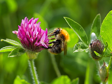 Common Carder Bee, County Clare, Munster, Republic of Ireland, Europe