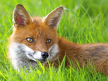 Fox, County Clare, Munster, Republic of Ireland, Europe