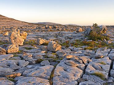 Rockforest, The Burren, County Clare, Munster, Republic of Ireland, Europe