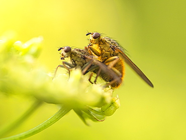 Yellow Dung Fly, County Clare, Munster, Republic of Ireland, Europe