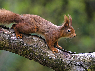 Red Squirrel, County Laois, Leinster, Republic of Ireland, Europe