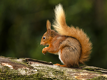 Red Squirrel, County Laois, Leinster, Republic of Ireland, Europe