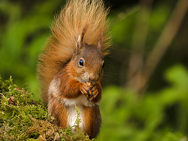 Red Squirrel, County Laois, Leinster, Republic of Ireland, Europe