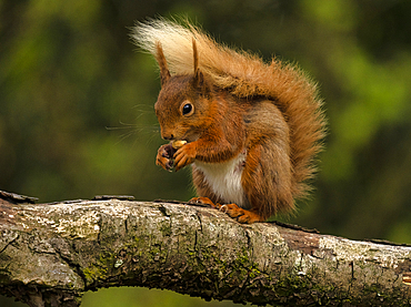 Red Squirrel, County Laois, Leinster, Republic of Ireland, Europe