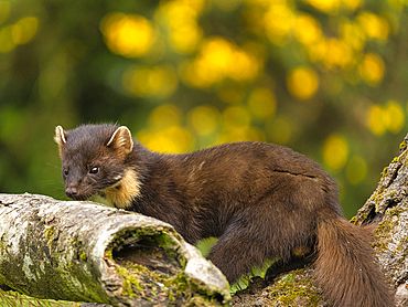 Pine Marten, County Laois, Leinster, Republic of Ireland, Europe