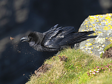 Raven, Loop Head, County Clare, Munster, Republic of Ireland, Europe