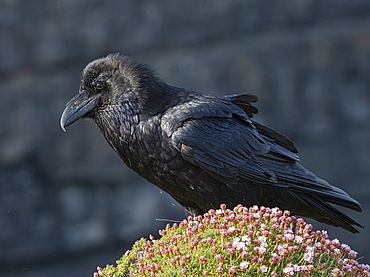 Raven, Loop Head, County Clare, Munster, Republic of Ireland, Europe