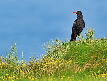 Chough, County Clare, Munster, Republic of Ireland, Europe