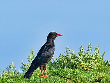 Chough, County Clare, Munster, Republic of Ireland, Europe