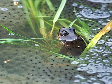 Common Frog, County Clare, Munster, Republic of Ireland, Europe