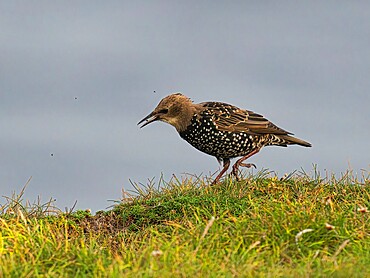 Starling, County Clare, Munster, Republic of Ireland, Europe