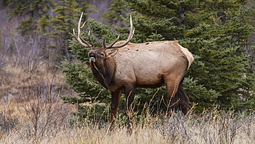 Bull Elk (Wapiti) (Cervus canadensis) in autumn willows, Jasper National Park, UNESCO World Heritage Site, Alberta, Canada, North America