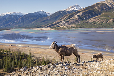 Rocky Mountain Bighorn Sheep ewe and lamb (Ovis canadensis) overlooking Highway 16 traffic, Jasper National Park, UNESCO World Heritage Site, Alberta, Canada, North America