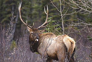 Bull Elk (Wapiti) (Cervus canadensis) in autumn willows with tongue out, Jasper National Park, UNESCO World Heritage Site, Alberta, Canada, North America