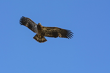 Juvenile Bald Eagle in flight (Haliaeetus leucocephalus), Jasper National Park, Alberta, Canada, North America