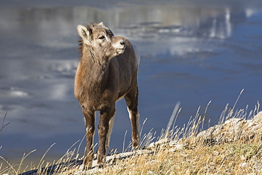 Rocky Mountain Bighorn Sheep lamb (Ovis canadensis), Jasper National Park, UNESCO World Heritage Site, Alberta, Canada, North America