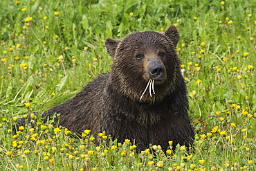 Grizzly Bear (Ursus arctos) lying in a field of dandelions, Spray Valley Provincial Park, Kananaskis, Alberta, Canada, North America