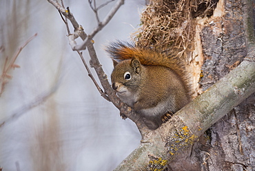 Red squirrel (Tamiasciurus hudsonicus) in the boreal forest in winter, Elk Island National Park, Alberta, Canada, North America