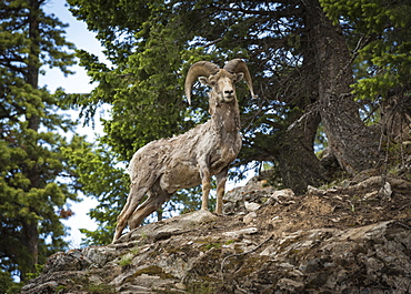 Bighorn sheep ram (Ovis canadensis), Banff National Park, Alberta, Canada, North America