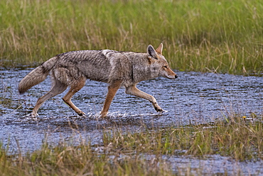 Coyote (Canis latrans) running through a flooded meadow, Banff National Park, UNESCO World Heritage Site, Alberta, Canada, North America