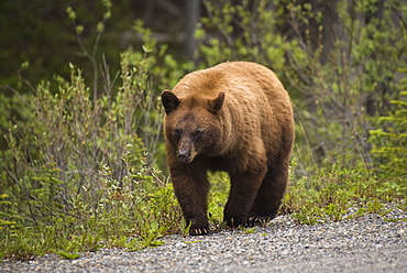 Cinnamon coloured black bear (Ursus americanus), Spray Valley Provincial Park, Kananaskis Country, Alberta, Canada, North America