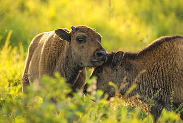 Bison calves (plains bison) in a prairie meadow at sunset, Elk Island National Park, Alberta, Canada, North America