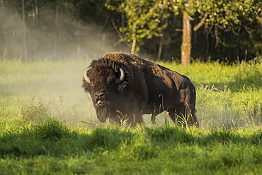 Wild male plains bison during the mating season, Elk Island National Park, Alberta, Canada, North America