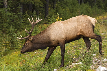 Bull Elk (Wapiti), Banff National Park, UNESCO World Heritage Site, Alberta, Canadian Rockies, Canada, North America