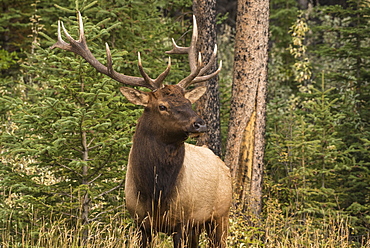 Bull Elk (Wapiti), Banff National Park, UNESCO World Heritage Site, Alberta, Canadian Rockies, Canada, North America