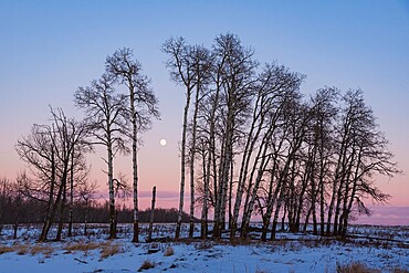 Full Moon and Aspen Grove during a Winter Sunset, Elk Island National Park, Alberta, Canada, North America