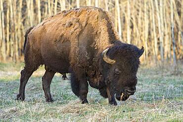 Plains Bison shedding winter fur in Spring, Elk Island National Park, Alberta, Canada, North America