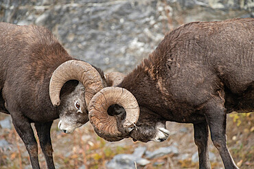 Rocky Mountain Bighorn Sheep Rams (Ovis canadensis) head-butting, Jasper National Park, UNESCO World Heritage Site, Alberta, Canadian Rockies, Canada, North America