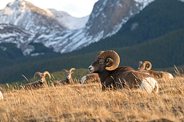 Rocky Mountain Bighorn Sheep Rams (Ovis canadensis), Jasper National Park, UNESCO World Heritage Site, Alberta, Canadian Rockies, Canada, North America