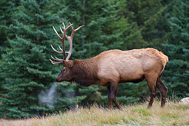 Wild Elk (Wapiti) (Cervus canadensis) during the Autumn rut, Jasper National Park, UNESCO World Heritage Site, Alberta, Canadian Rockies, Canada, North America