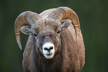 Rocky Mountain Bighorn Sheep Ram (Ovis canadensis), Jasper National Park, Alberta, Canadian Rockies, Canada, North America