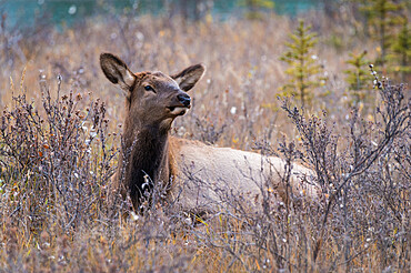 Wild Elk calf (Wapiti) (Cervus canadensis) hiding in willows during autumn, Jasper National Park, UNESCO World Heritage Site, Alberta, Canadian Rockies, Canada, North America