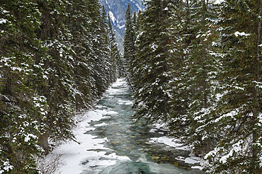 A glacial mountain river runs through a spruce forest in winter, Banff National Park, UNESCO World Heritage Site, Alberta, Canadian Rockies, Canada, North America