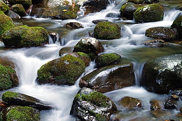 A calming mountain stream flows through dense summer forest, Blue Ridge Mountains, Appalachian Mountains, North Carolina, United States of America, North America