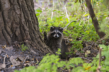 Racoon in Mont Royal Park, Montreal, Quebec, Canada, North America