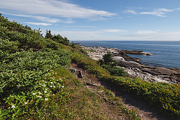 Dwarf Dogwood flowers and the rocky coastline by the Atlantic Ocean, Dr. Bill Freedman Nature Preserve, Nature Conservancy of Canada, Nova Scotia, Canada, North America