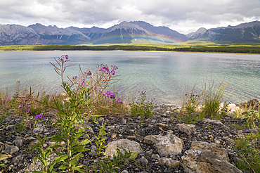 A rainbow arcs over Kananaskis Lakes and wild fireweed in Summer, Canadian Rockies, Alberta, Canada, North America