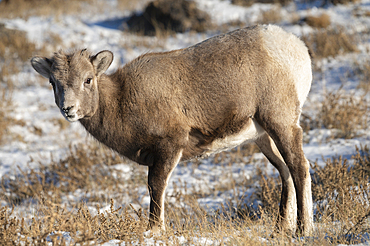 Rocky mountain bighorn sheep (Ovis canadensis) lamb on a wintry mountain, Jasper National Park, UNESCO World Heritage Site, Alberta, Canada, North America