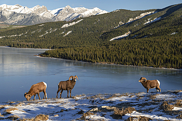 Rocky mountain bighorn rams (ovis canadensis) during the rut (mating) season, Jasper National Park, UNESCO World Heritage Site, Alberta, Canadian Rockies, Canada, North America