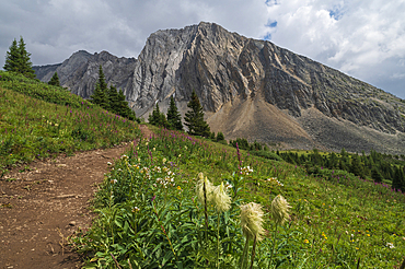 Alpine wildflower meadows with pasqueflower seedheads along the Ptarmigan Cirque Trail in summer, Kananaskis Country, Alberta, Canadian Rockies