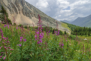 Alpine wildflower meadows with fireweed (Chamaenerion angustifolium) along the Ptarmigan Cirque Trail in summer, Kananaskis Country, Alberta, Canadian Rockies