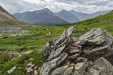 Alpine wildflower meadows along the Ptarmigan Cirque Trail in summer, Mount Arethusa, Kananaskis Country, Alberta, Canadian Rockies