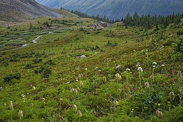 Alpine wildflower meadows along the Ptarmigan Cirque Trail in summer, Kananaskis Country, Alberta, Canadian Rockies